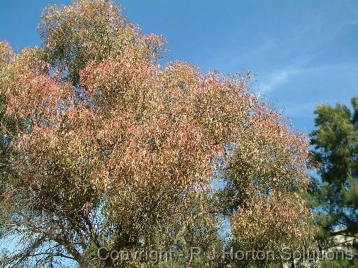 Eucalyptus psyllids 